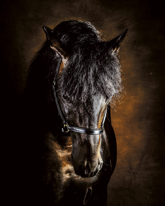 Bay horse with dark brown background
